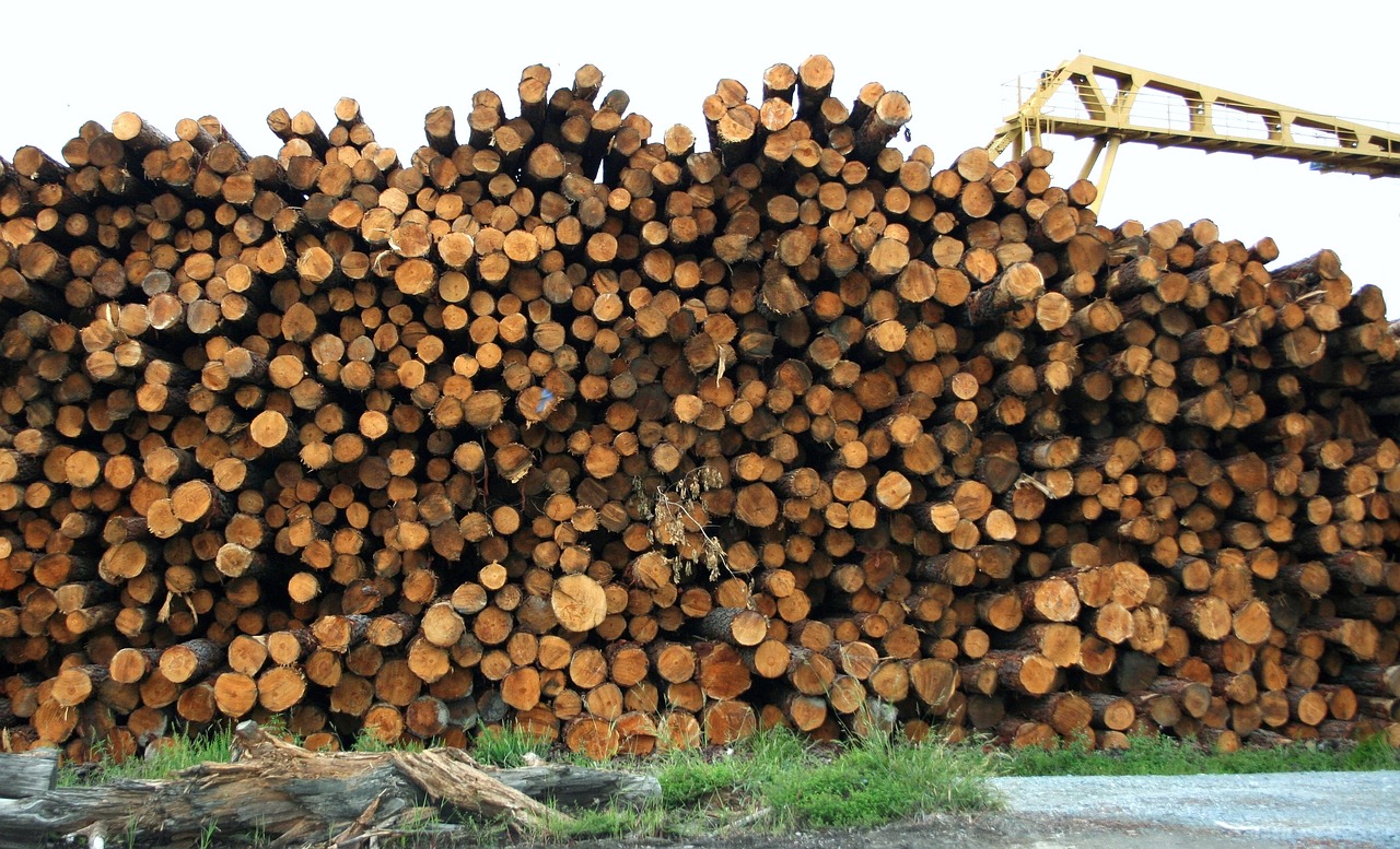 Lodgepole Pine Firewood: A Full Guide