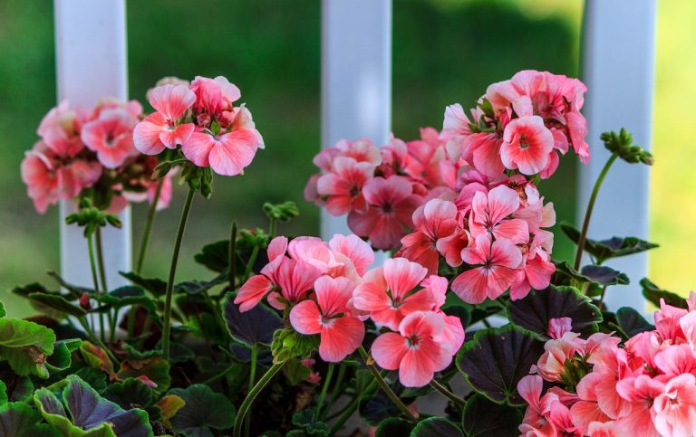 Can Geraniums Survive Outside in Winter? Tips for Overwintering Geraniums