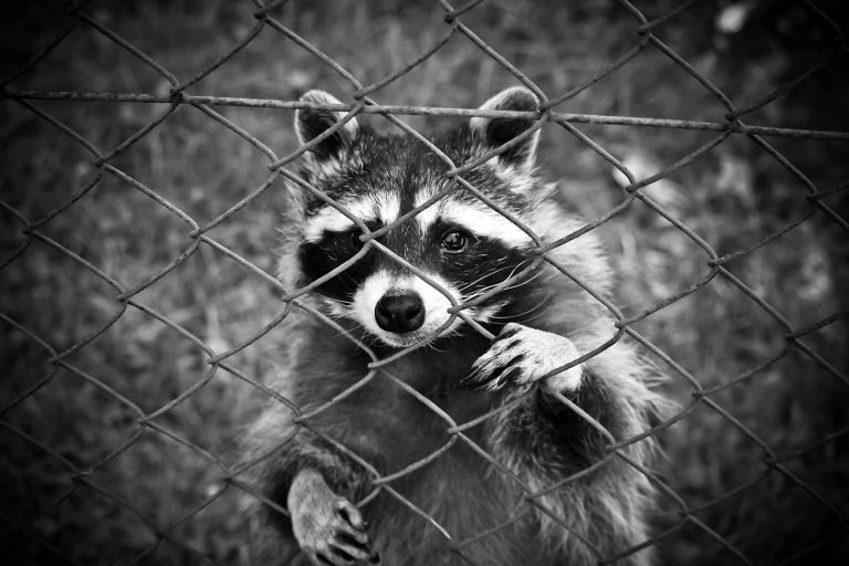The Ultimate Guide to the Best Raccoon Bait: Attracting and Trapping Those Pesky Bandits