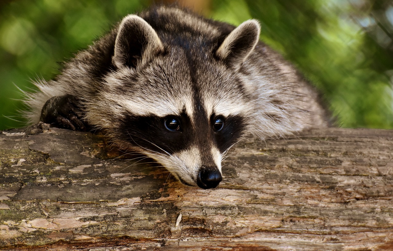 Do Raccoons Hunt? Unraveling Raccoon's Carnivorous Secrets