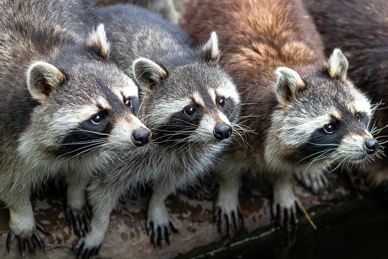 How Many Raccoons Live Together