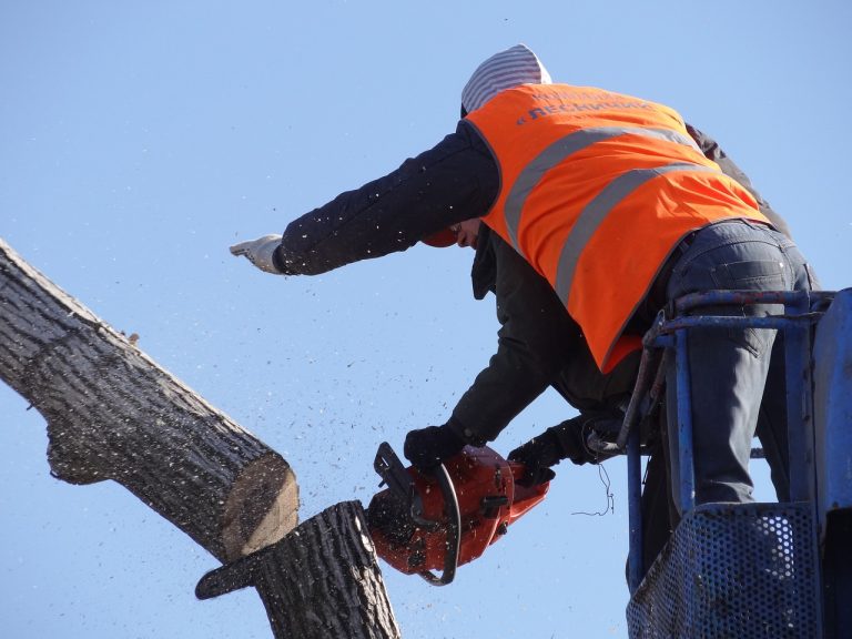 How to Cut Down a Tree Safely and Efficiently: A Comprehensive Guide