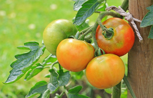 Can Tomato Plants Survive the Winter? A Complete Guide