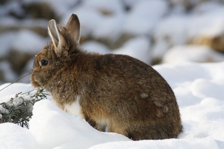 Can Rabbits Stay Outside in Winter? A Guide to Keeping Your Bunny Safe and Warm