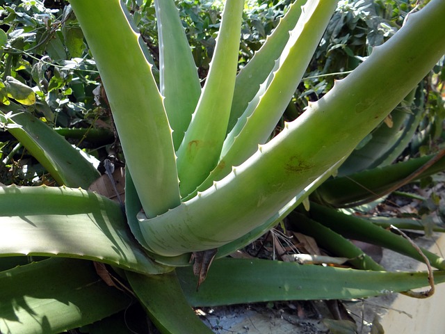 Can Aloe Plants Survive Winter? Tips for Winter Care and Protection