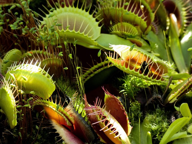 How to Care for Venus Fly Trap in Winter