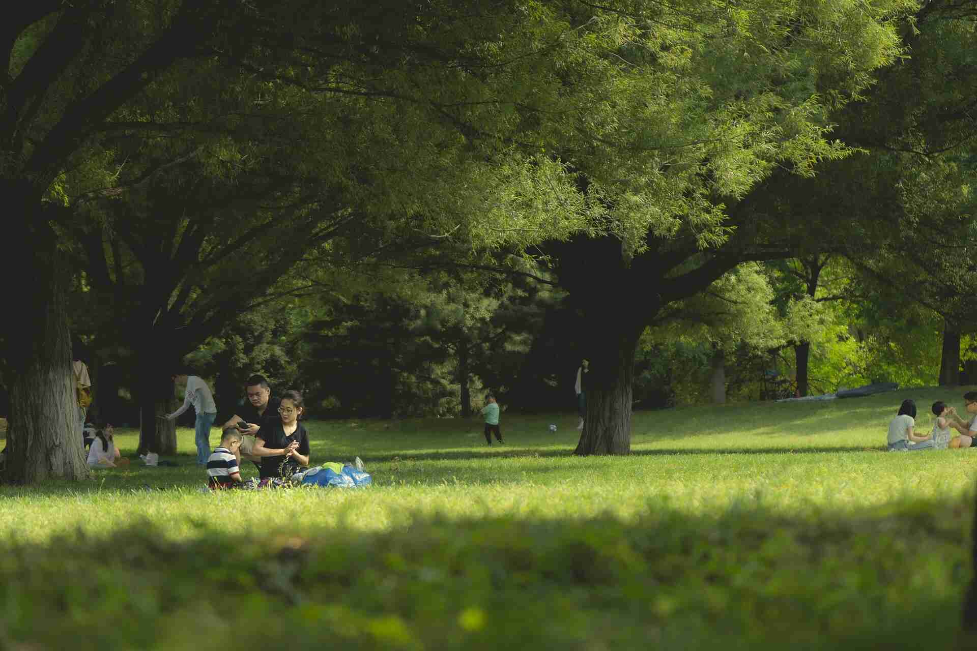 Families enjoying a day at a national park, sitting on the grass under the shade of large trees. The scene captures the peaceful and natural beauty of the park with people engaging in relaxed activities.